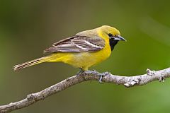 Orchard Oriole