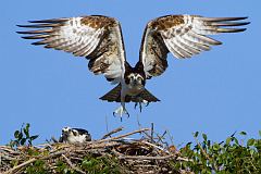 Osprey