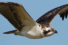 Osprey