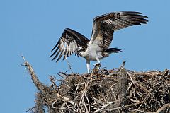 Osprey