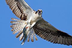 Osprey