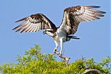 Osprey