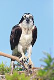 Osprey