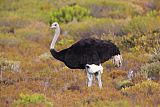 Common Ostrich