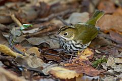 Ovenbird