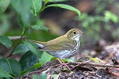 Ovenbird