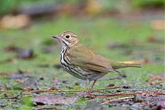 Ovenbird