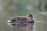 Pacific Black Duck