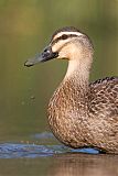 Pacific Black Duck