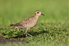 Pacific Golden-Plover