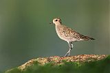 Pacific Golden-Plover