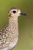 Pacific Golden-Plover