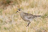 Pacific Golden-Plover