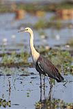 Pacific Heron