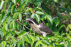 Pacific Koel