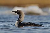 Pacific Loon