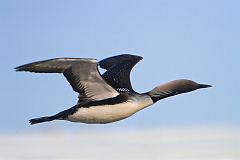 Pacific Loon