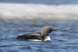 Pacific Loon