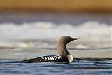 Pacific Loon