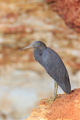 Pacific Reef-Heron