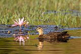 Pacific Black Duck