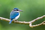 Pacific Kingfisher