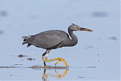 Pacific Reef-Heron