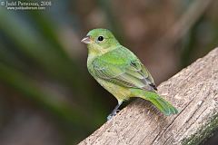 Painted Bunting