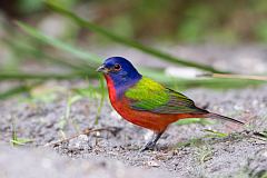 Painted Bunting