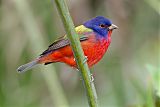 Painted Bunting