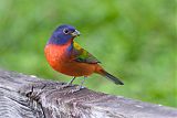 Painted Bunting