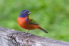 Painted Bunting