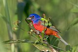 Painted Bunting