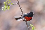 Painted Redstartborder=