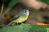 Pale-yellow Robin