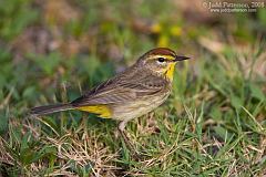 Palm Warbler