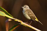 Palm Warbler