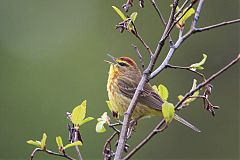 Palm Warbler