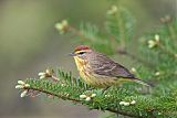 Palm Warbler