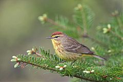 Palm Warbler