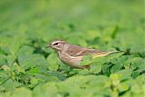 Palm Warbler