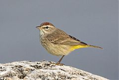 Palm Warbler