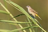 Palm Warbler