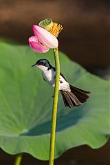 Paperbark Flycatcher