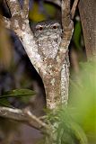 Papuan Frogmouth