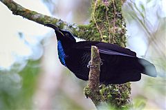 Paradise Riflebird