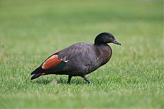 Paradise Shelduck