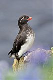 Parakeet Auklet