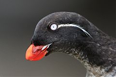 Parakeet Auklet