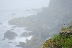 Parakeet Auklet